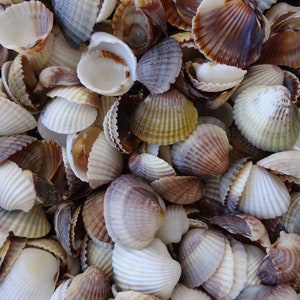 Natürliche Muscheln von der Schwarzmeerküste| Muscheln für Deko, Handwerk oder Kunst