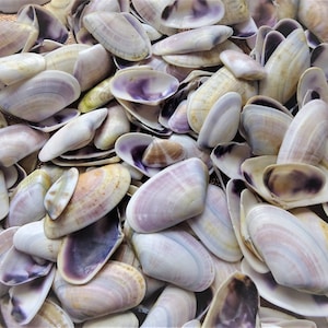 Natürliche Muscheln von der Schwarzmeerküste| Muscheln für Deko, Bastel,  Handwerk oder Kunst