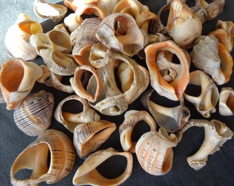 Könnte beinhalten: Eine Sammlung verschiedener Muscheln, die eine Reihe von Formen und Größen aufweisen. Die Muscheln zeigen natürliche Farben, darunter Beige, Braun und Orange, mit komplizierten Mustern und Texturen. Einige Muscheln haben offene, kreisförmige Formen.
