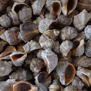 Rapana Natürliche Muscheln von der Schwarzmeerküste | Muscheln für Deko, Bastel, Handwerk oder Kunst | Dekoration für Aquarien und Terrarien