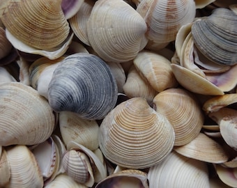 May include: A collection of seashells in various shades of white, brown, and gray. The shells are arranged in a pile, with some overlapping. The shells have a variety of shapes and sizes, and some have a textured surface.