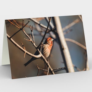 Red Finch Stationery Cards