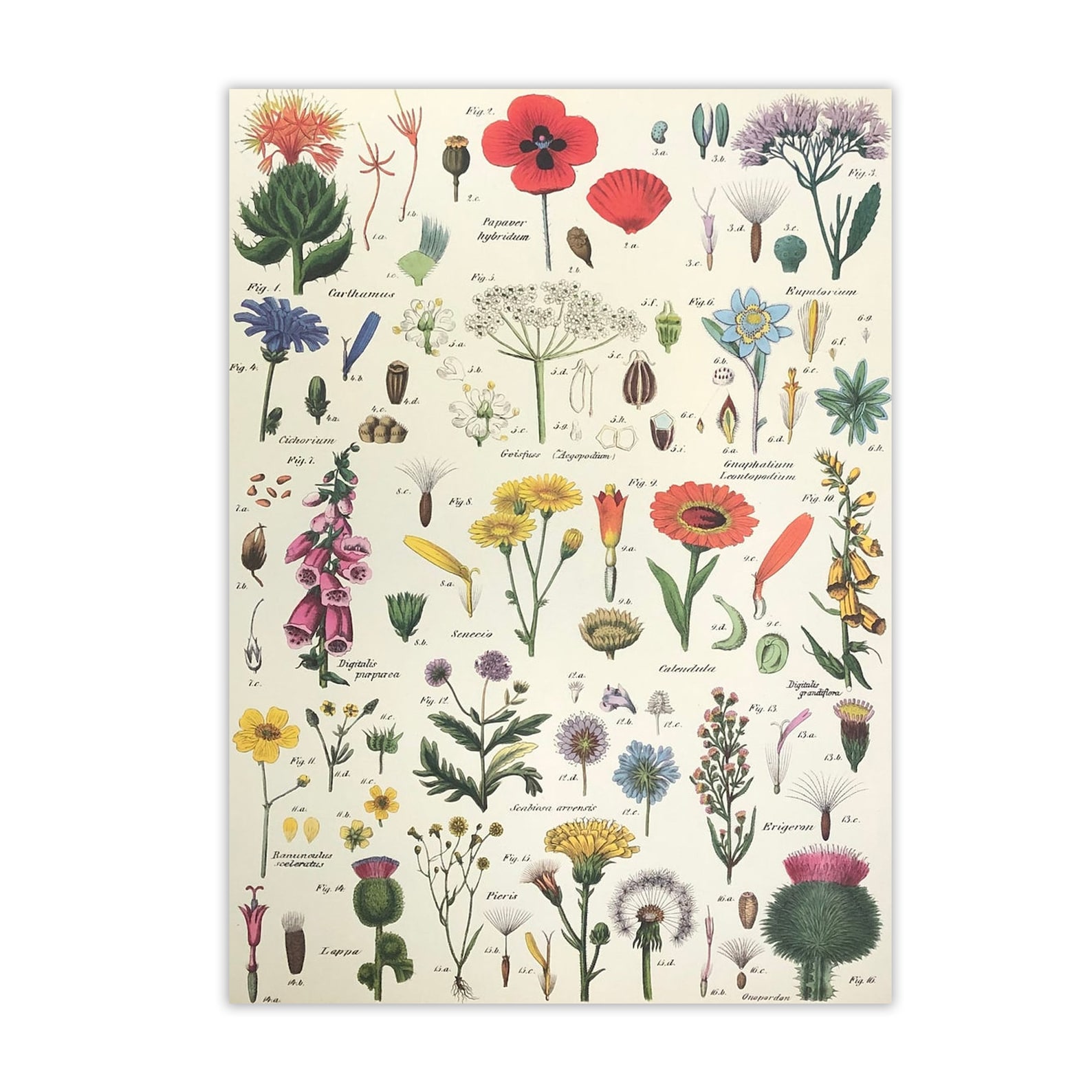 Wildflowers Print Vintage Wildflowers Poster Floral Wall Etsy