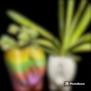 Maceta Vagina: Divertida maceta para suculentas, un regalo original y divertido, decoración femenina para el hogar.