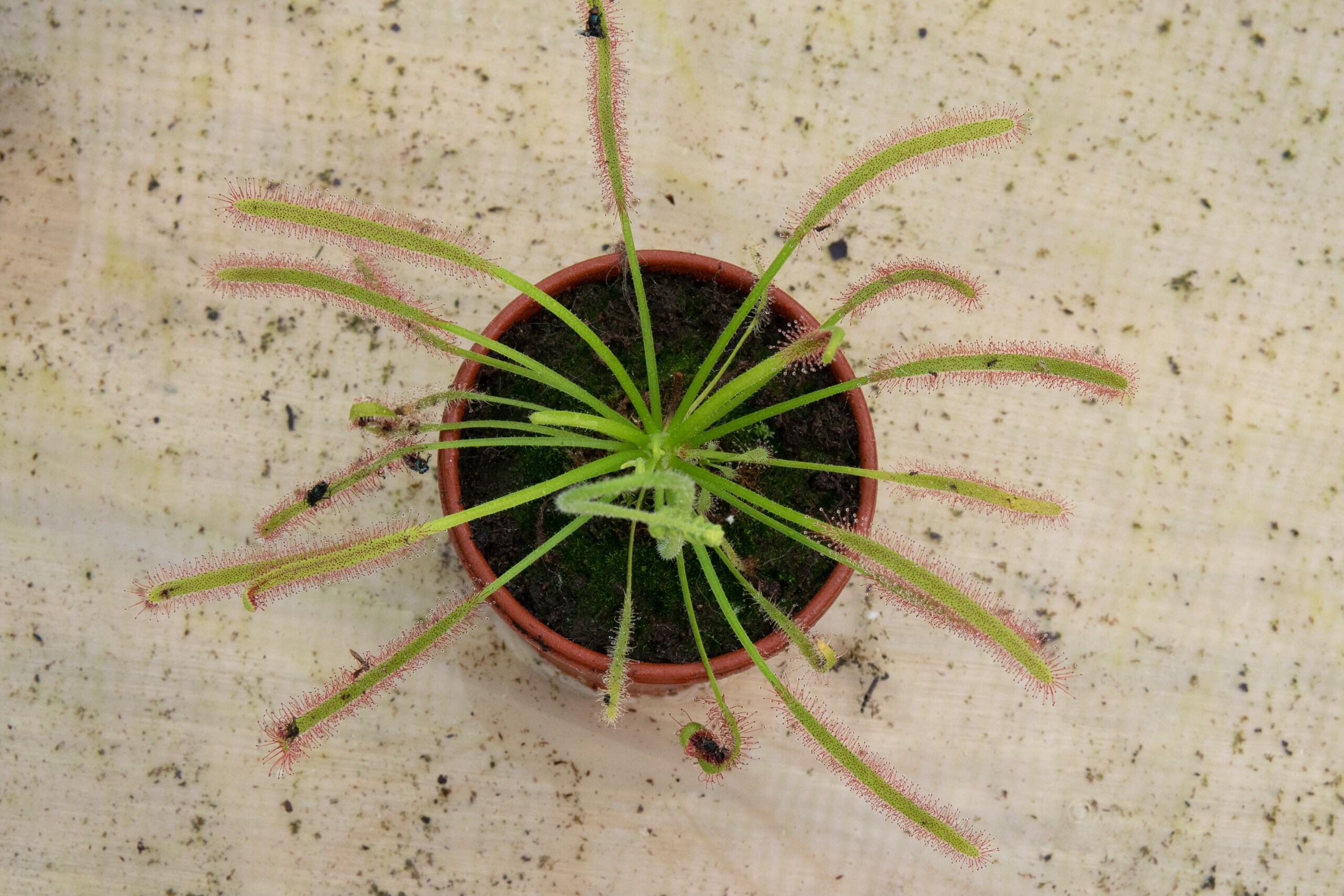 Carnivorous Plant Cape Sundew Drosera Capensis 1x Adult Etsy