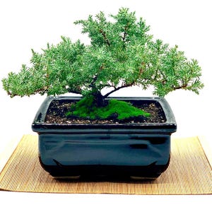 May include: A green juniper bonsai tree in a black ceramic pot, sitting on a brown bamboo mat.