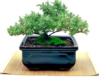 Könnte beinhalten: Ein grüner Wacholder-Bonsai in einem schwarzen Keramiktopf, der auf einer braunen Bambusmatte steht.
