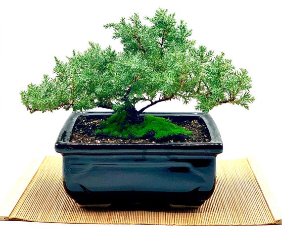 Live Dwarf Juniper Bonsai Tree: Glazed Ceramic Pot, Bamboo Mat - Etsy