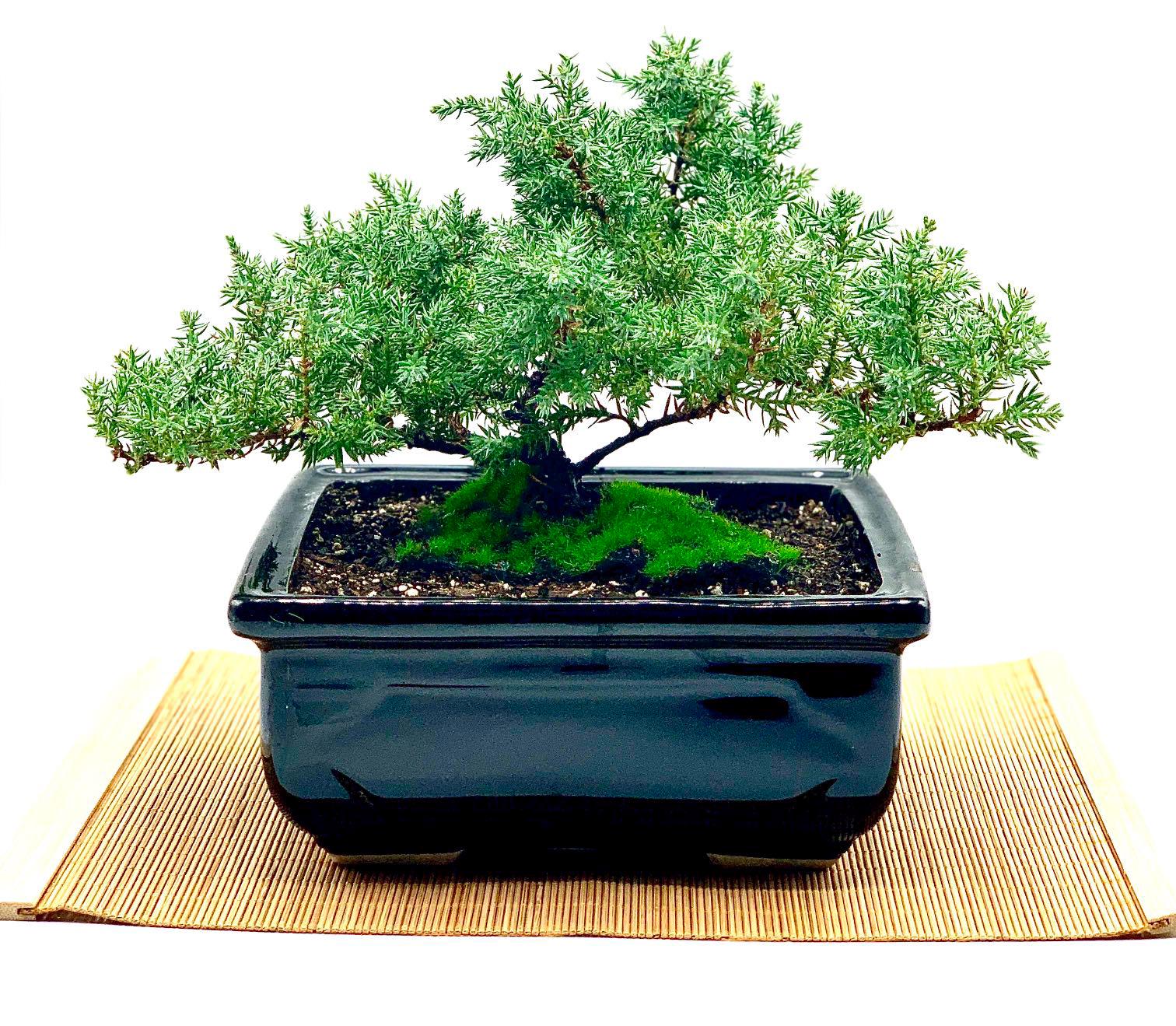 Live Dwarf Juniper Bonsai Tree: Glazed Ceramic Pot, Bamboo Mat - Etsy