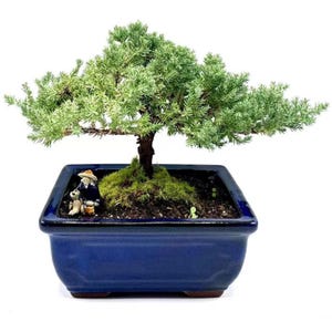 May include: A small juniper bonsai tree in a blue ceramic pot. The tree has a green and blue foliage and is trimmed into a traditional bonsai shape. The pot has a square shape with rounded corners and a dark blue glaze.