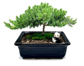 Live Dwarf Juniper Bonsai Tree with small figurine| Indoor/Outdoor | 100% Handcrafted | Home and Office Décor | Best Gift for Holiday