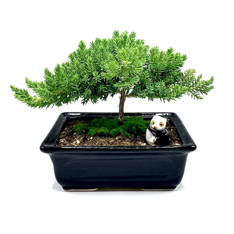 Live Dwarf Juniper Bonsai Tree With Small Figurine Indoor/outdoor 100
