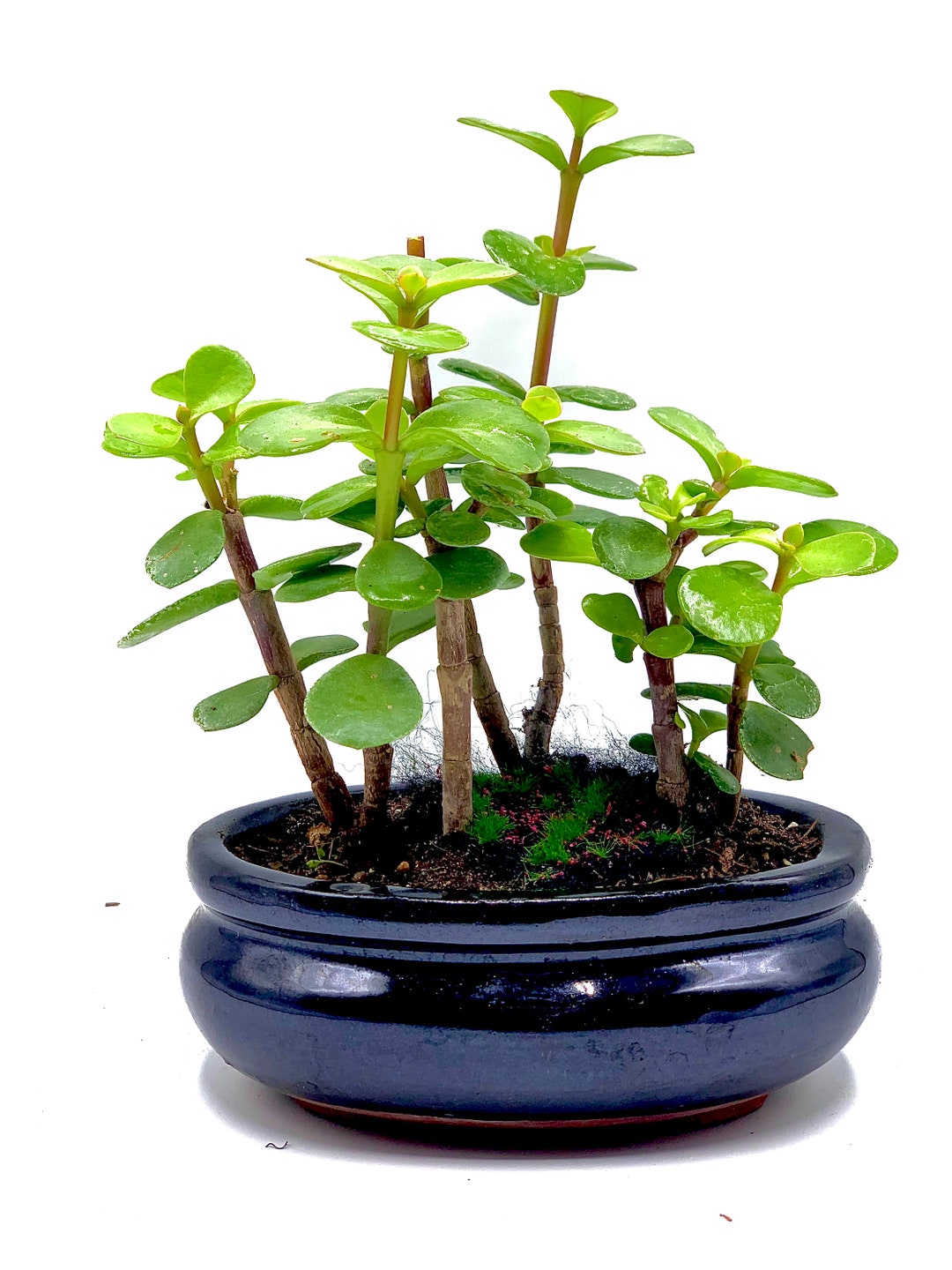 Live Dwarf Bonsai Tree 46 Forest Style Jade Bonsai Tree 100 Handcrafted Indoor Bonsai. Etsy