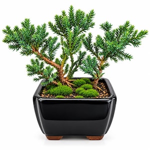 May include: A small evergreen juniper bonsai tree with needle-like blue-green foliage and brown woody stems, planted in a square, glossy black ceramic pot with small wooden feet, featuring a soil surface covered with patches of bright green moss.