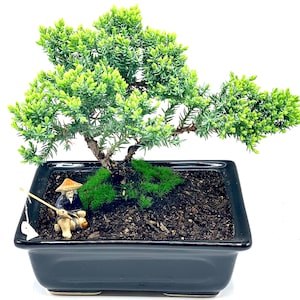 Dwarf Juniper Bonsai Tree with Figurine: Handcrafted Home Decor