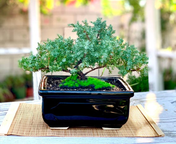 Live Dwarf Juniper Bonsai Tree: Glazed Ceramic Pot, Bamboo Mat - Etsy