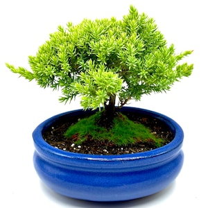 Handmade Juniper Bonsai tree (s)
