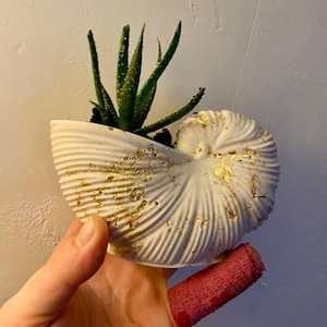 Puede incluir: Una maceta blanca en forma de concha con detalles de pan de oro, que contiene una planta de aloe vera verde. La maceta tiene una superficie texturizada y está llena de tierra oscura. Un artículo decorativo.