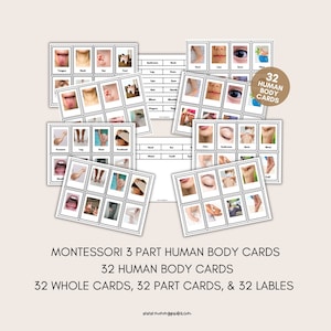 Montessori Human Body Flash Cards: Educational Printable (PDF)