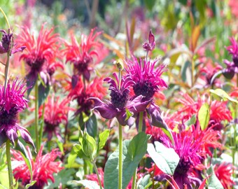 Greetings Card.  Monarda Bergamot Flowers in the Sunshine. Eco Friendly 150mm Square.Blank for your own message. All occasions. Photograph.