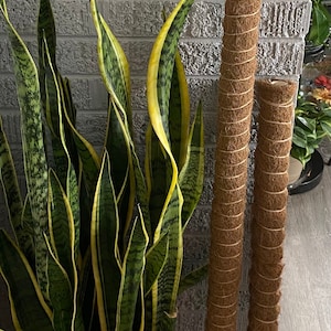 Coconut coir fiber moss pole