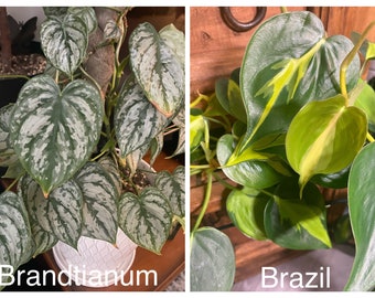 House plant cuttings at least 2 leaves 2 nodes philodendron pothos scindapsus FREE shipping, heat pack and insulation with 35dollar order