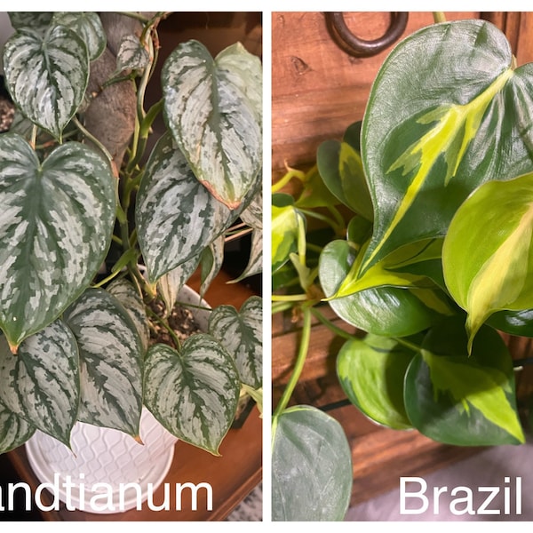 House plant cuttings at least 2 leaves 2 nodes philodendron pothos scindapsus FREE shipping, heat pack and insulation with 35dollar order