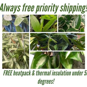 6 Hoya cuttings starter bundle FREE PRIORITY SHIPPING with free heatpack(under 50 degrees) and insulation