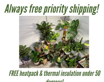 Free heatpack, insulation and free priority shipping with 10 Houseplant cuttings mystery bundle