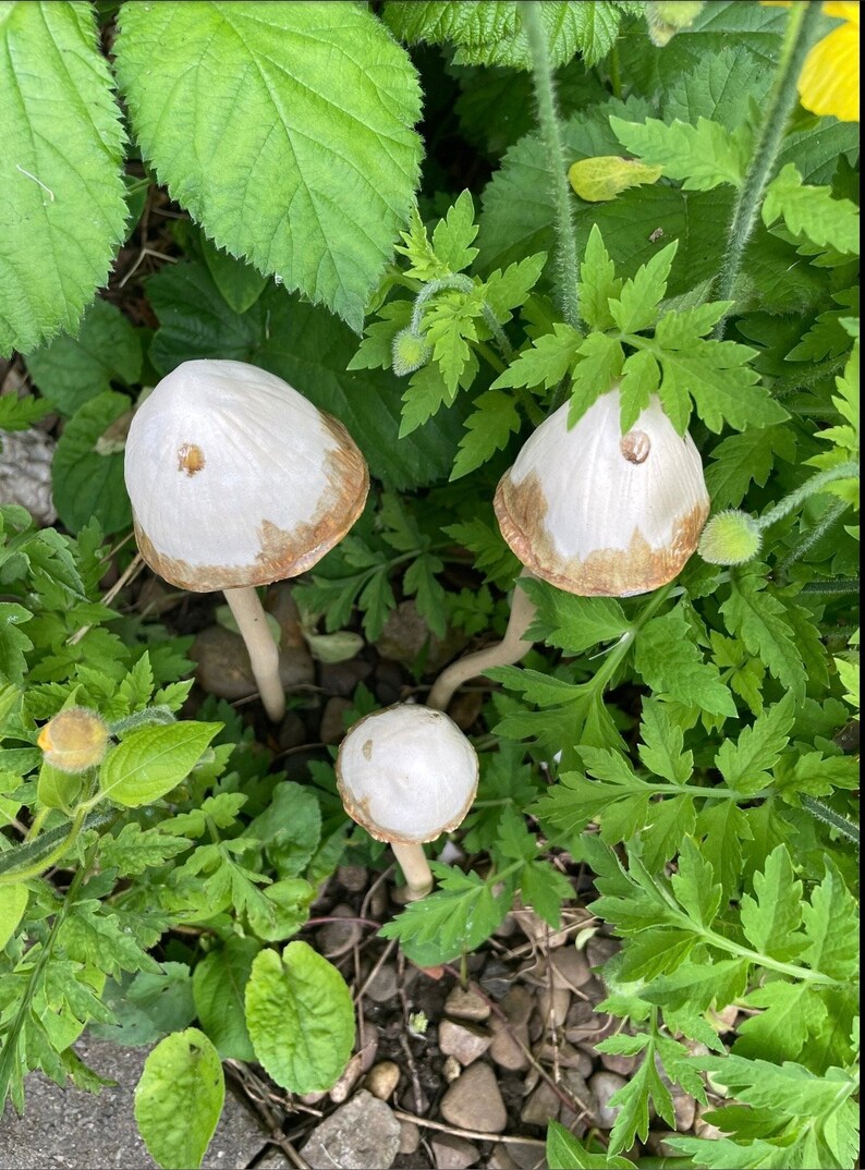 Ceramic toadstools for the garden, ceramic mushrooms, garden bells, pottery mushrooms, pottery toadstools, garden mushrooms, handmade gift image 3