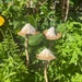 see more listings in the Toadstools section