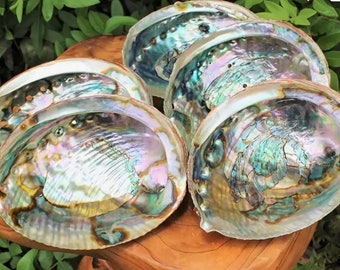 1pc Natural Green Abalone Shells, For Sage Smudging, Burning Incense,Incense Holder&Home Decoration