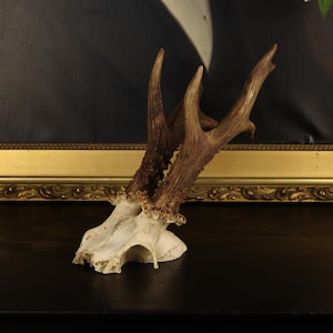 May include: A natural deer antler mount featuring a textured, brown, multi-pointed antler attached to a portion of the white, porous skull bone. The antler displays a rugged, weathered surface with deep grooves and ridges throughout its structure.