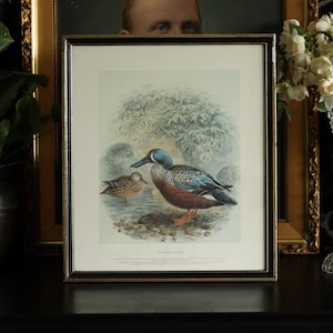 Vintage New Zealand Shoveller Duck Print | Framed Ornithological Art Picture | Antique Wildlife Nature Illustration | Native Bird Wall Decor