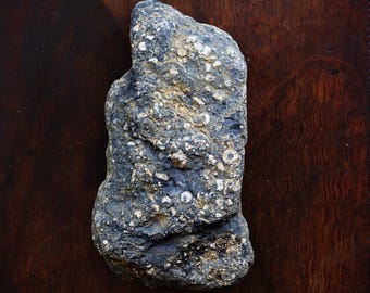 May include: A dark gray rock with white and tan flecks, resting on a dark brown wooden surface. The rock has an irregular shape and a rough texture, showcasing natural geological features.