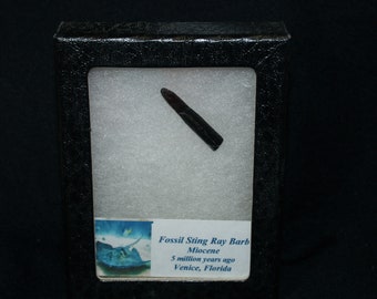 Fossil Sting Ray Barb (app. 5 Mil. Yrs.)