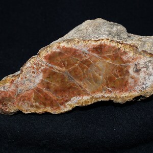 Fossil Petrified Wood