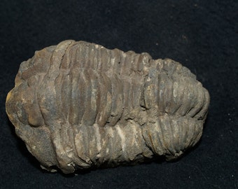Genuine Fossil Trilobite (flexicalymene) (app. 420 Mil. Yrs.)