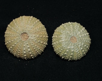 Sea Urchin Specimen