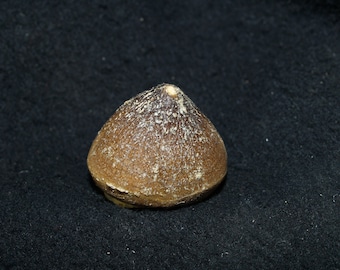 Genuine Fossil Mosasaur Tooth (Globidens) (82-66 Mil Yrs)