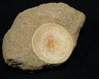 Fossil Shark Vertebra (otodus obliquus) in Matrix