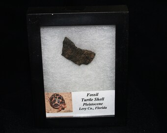 Fossil Turtle Shell Fragment (app. 2 Mil. Yrs.)
