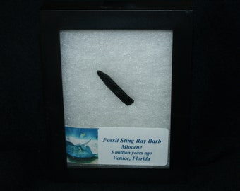 Fossil Sting Ray Barb (app. 5 Mil. Yrs.)