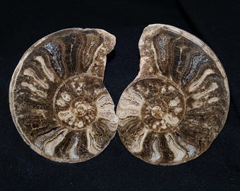 Genuine Polished Fossil Ammonite Matched Pair (Choffaticeras Segne)