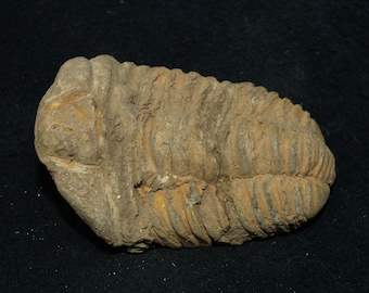 Genuine Fossil Trilobite (flexicalymene) (app. 420 Mil. Yrs.)