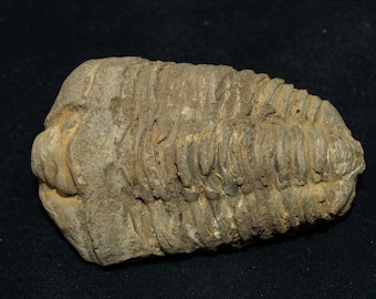 Genuine Fossil Trilobite (flexicalymene) (app. 420 Mil. Yrs.)