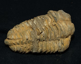 Genuine Fossil Trilobite (flexicalymene) (app. 420 Mil. Yrs.)