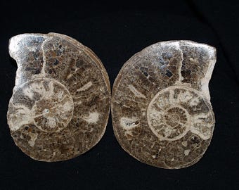 Genuine Polished Fossil Ammonite Matched Pair (Choffaticeras Segne)