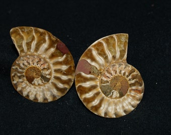 Genuine Small Polished Fossil Ammonite Matched Pair