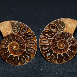 May include: Two fossilized ammonites with a brown and gold iridescent shell. The ammonites are spiraled and have a detailed, intricate pattern.